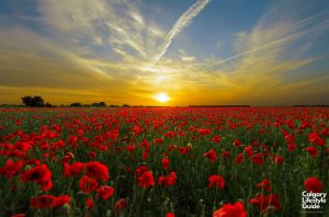 calgary november remembrance day events