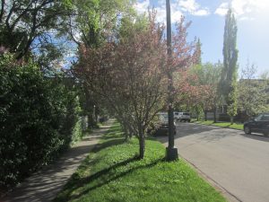 Kensington Area in Calgary